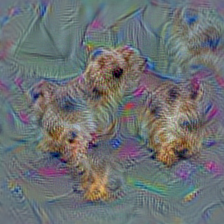n02093991 Irish terrier
